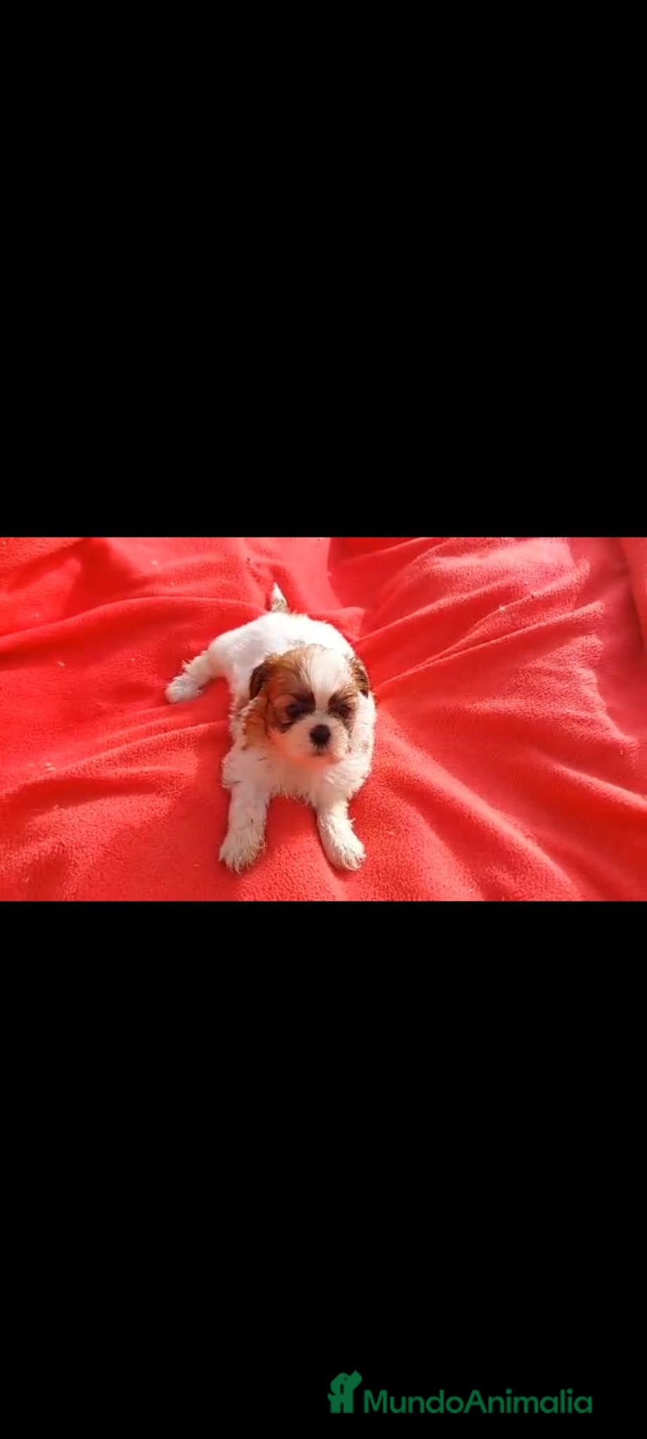 Shih Tzu perros SHIH TZU MACHO EXCLUSIVO  - Anuncio 3