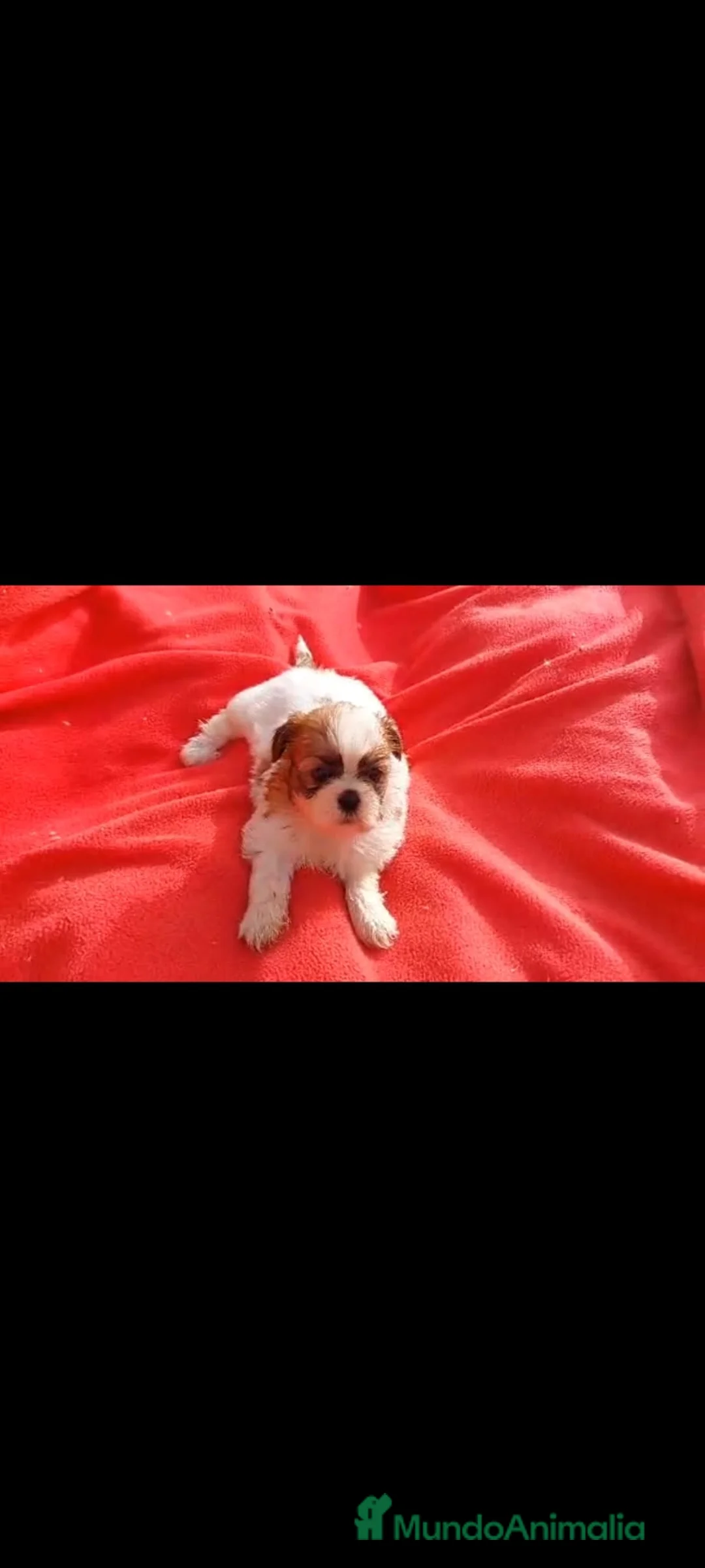 Shih Tzu perros en venta: SHIH TZU MACHO EXCLUSIVO  - Anuncio 1
