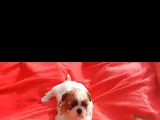 Shih Tzu perros SHIH TZU MACHO EXCLUSIVO - Anuncio 3