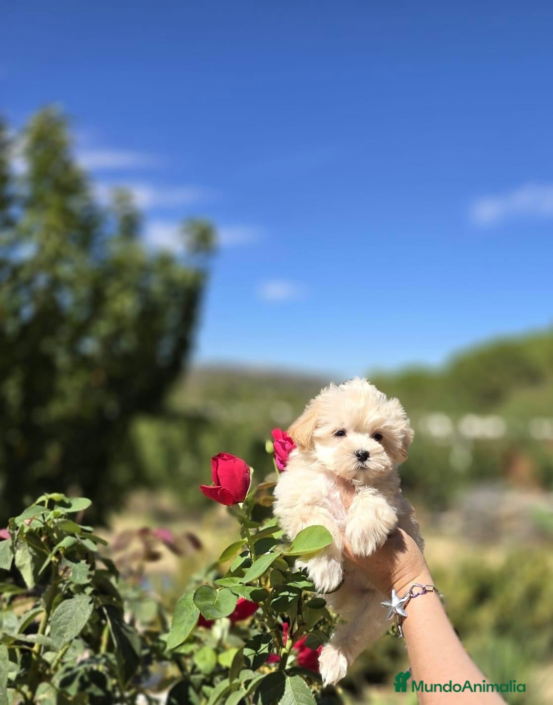 Maltipoo perros Maltipoo muy bonitos y pequeñitos de tamaño!!! - Anuncio 1