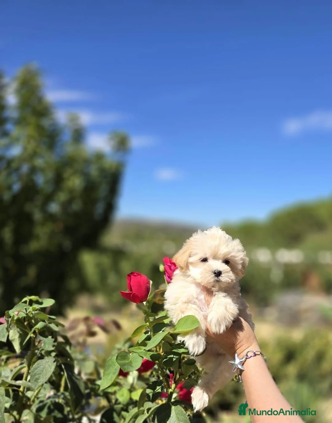 Maltipoo perros en venta: Maltipoo muy bonitos y pequeñitos de tamaño!!! - Anuncio 1