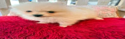 Pomerania perros en venta: Pomerania toy  - Anuncio 11