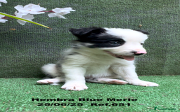 Border Collie perros en venta: BORDER COLLIE DE VILLA BIZNAGA - Imagen 13