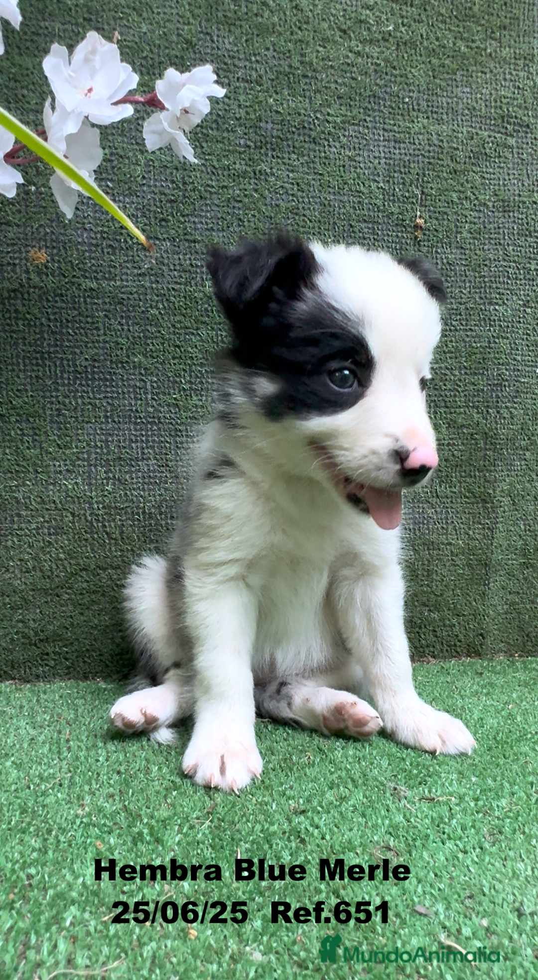 Border Collie perros en venta: BORDER COLLIE DE VILLA BIZNAGA - Imagen 13