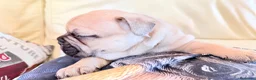 Bulldog Francés perros en venta: Buldog francés  - Anuncio 8