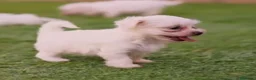 Bichón Maltés perros en venta: Bichon maltés  - Anuncio 3