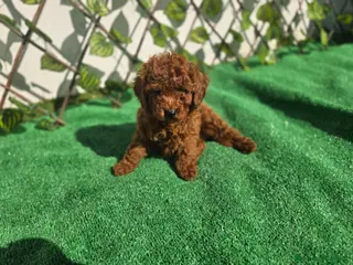 Caniche Toy perros CANICHE TOY - Anuncio 1