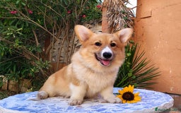 Welsh Corgi Pembroke perros en venta: Welsh Corgi Pembroke cachorros - Imagen 1