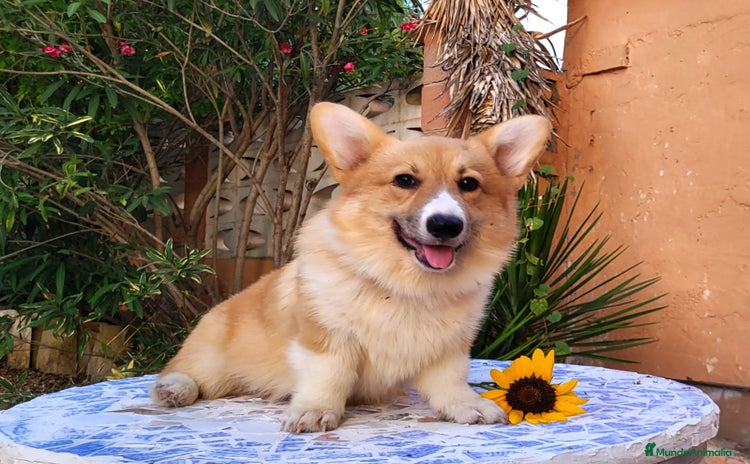 Welsh Corgi Pembroke perros - Propaganda 1
