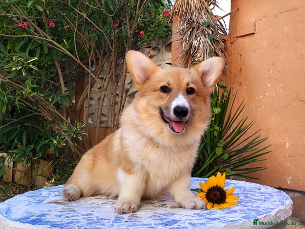 Welsh Corgi Pembroke perros - Anuncio 1