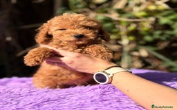 Caniche Enano perros en venta: CANICHE ENANO ROJOS - Anuncio 3