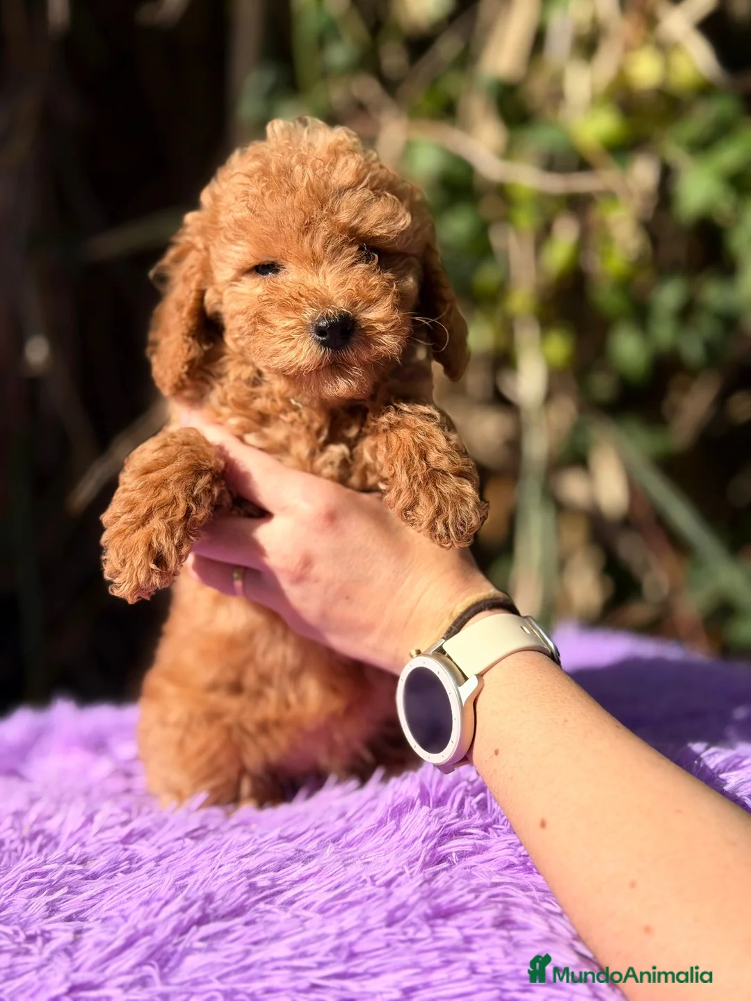 Caniche Enano perros en venta: CANICHE ENANO ROJOS - Anuncio 3
