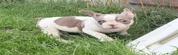 Bulldog Francés perros en venta: Bulldog frances  - Anuncio 4