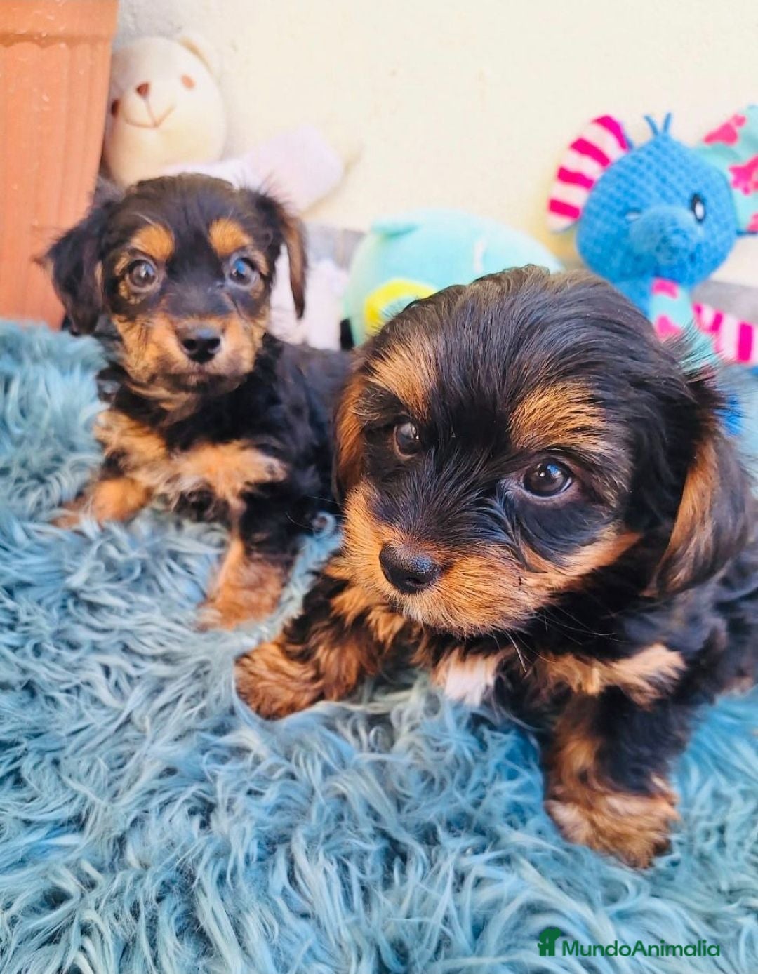 Yorkshire Terrier perros Yorsay estándar  - Anuncio 2