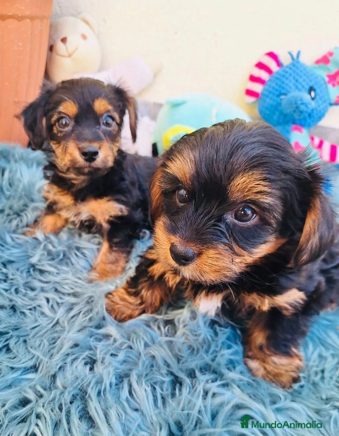 Yorkshire Terrier perros en venta: Yorsay estándar  - Anuncio 1