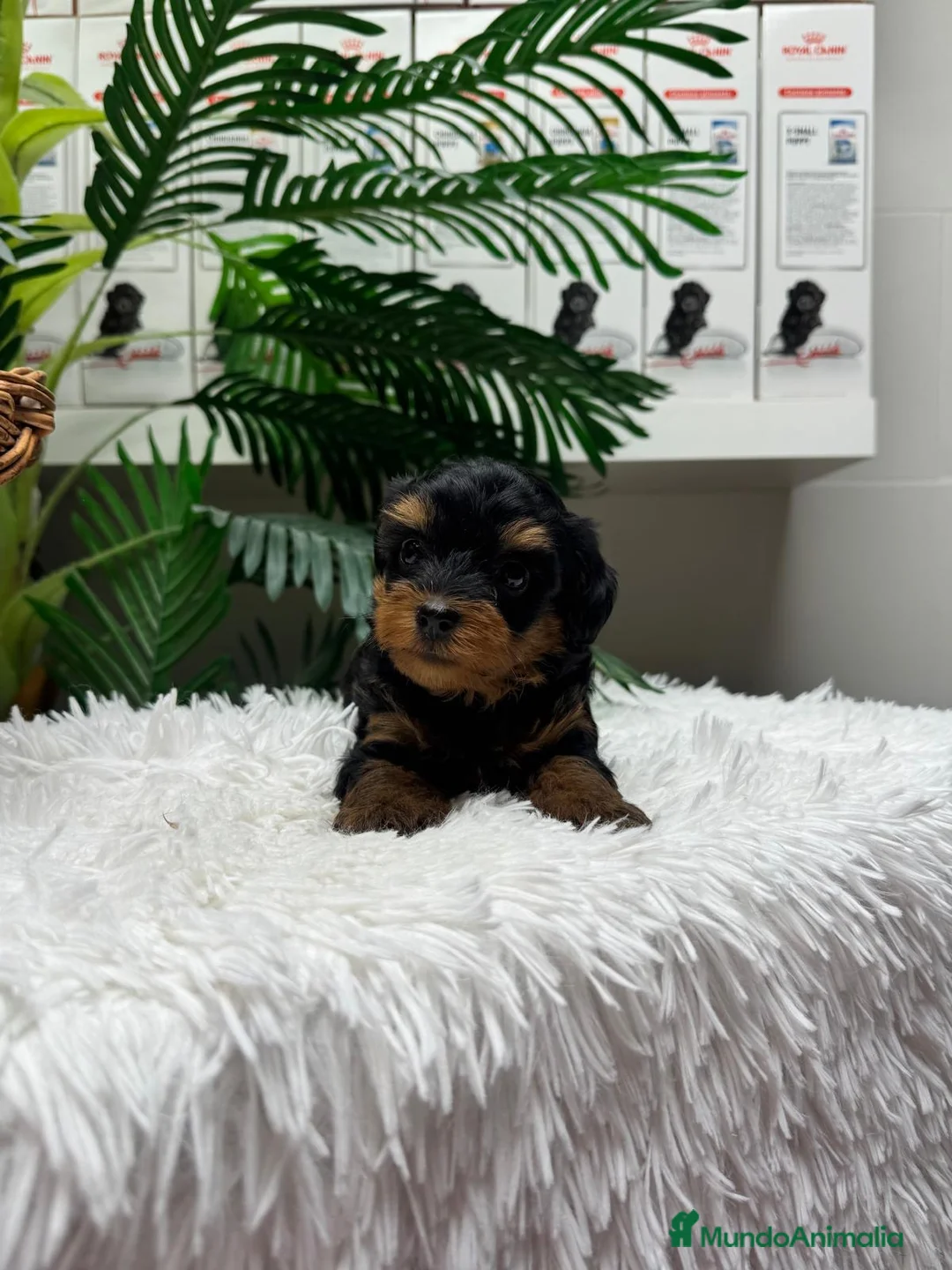 Maltipoo perros en venta: MALTIPOO 🎀 - Anuncio 2