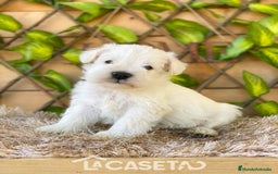 Schnauzer Miniatura perros en venta: Camada de Dalila - Imagen 11