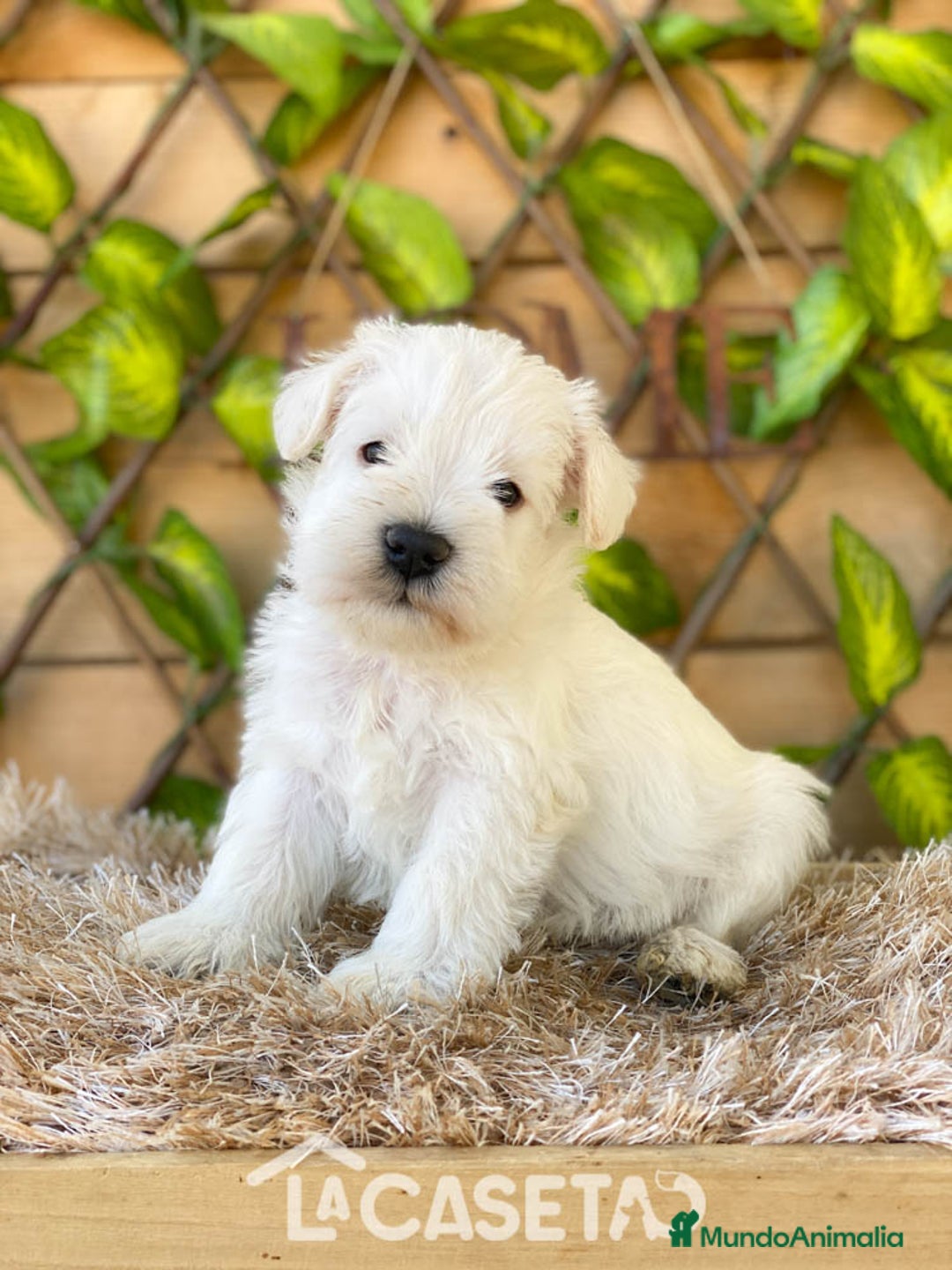 Schnauzer Miniatura perros en venta: Camada de Dalila - Imagen 11