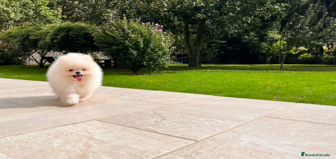 Imagen de galería {{count}}