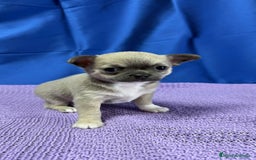 Chihuahua perros en venta: Preciosos cachorros Chihuahua colores exoticos - Imagen 7