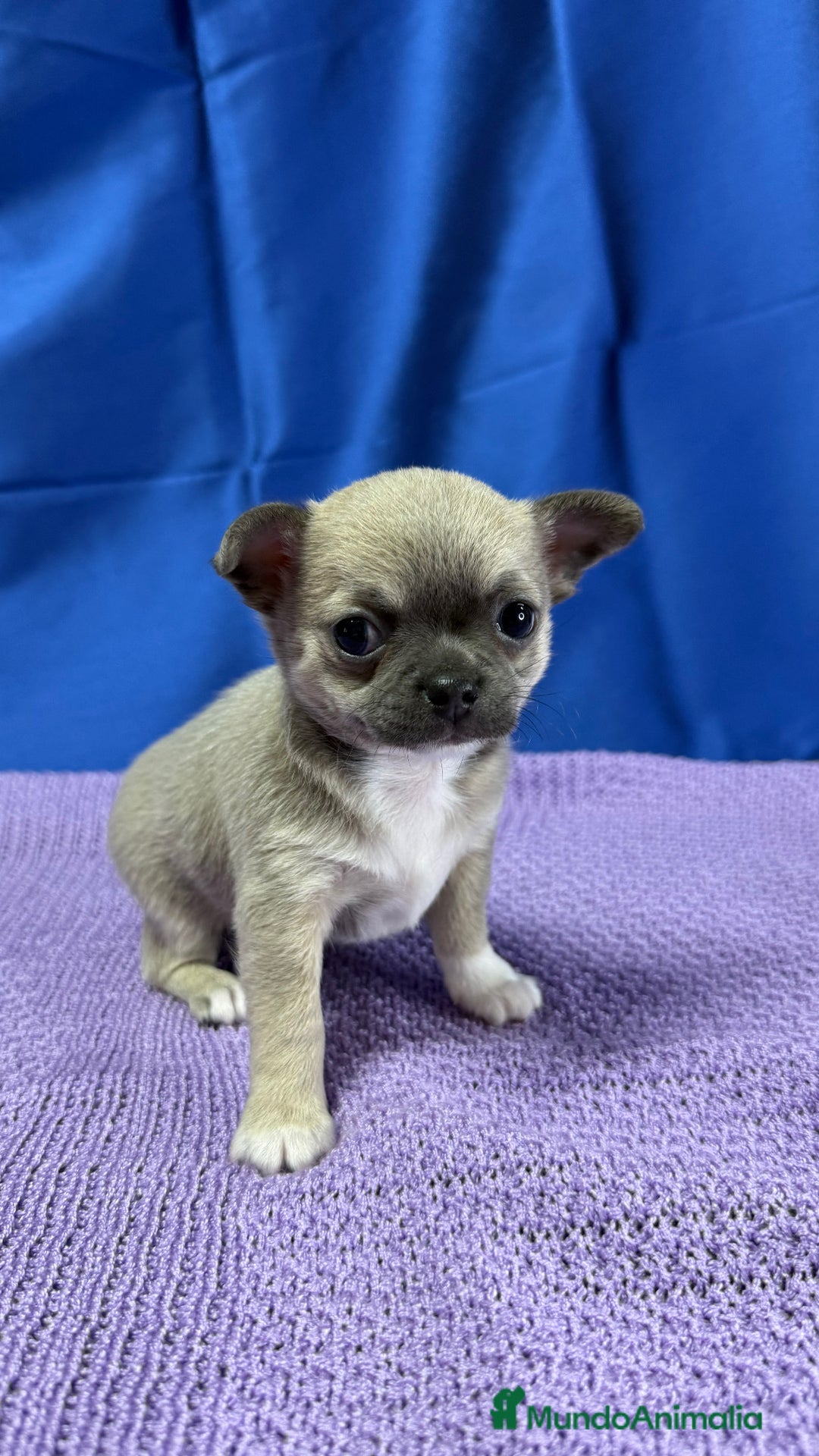 Chihuahua perros en venta: Preciosos cachorros Chihuahua colores exoticos - Imagen 7