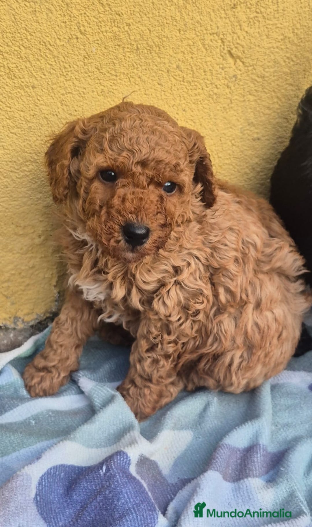 Caniche Toy perros en venta: Caniche toys  - Anuncio 6