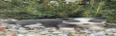 Border Collie 1