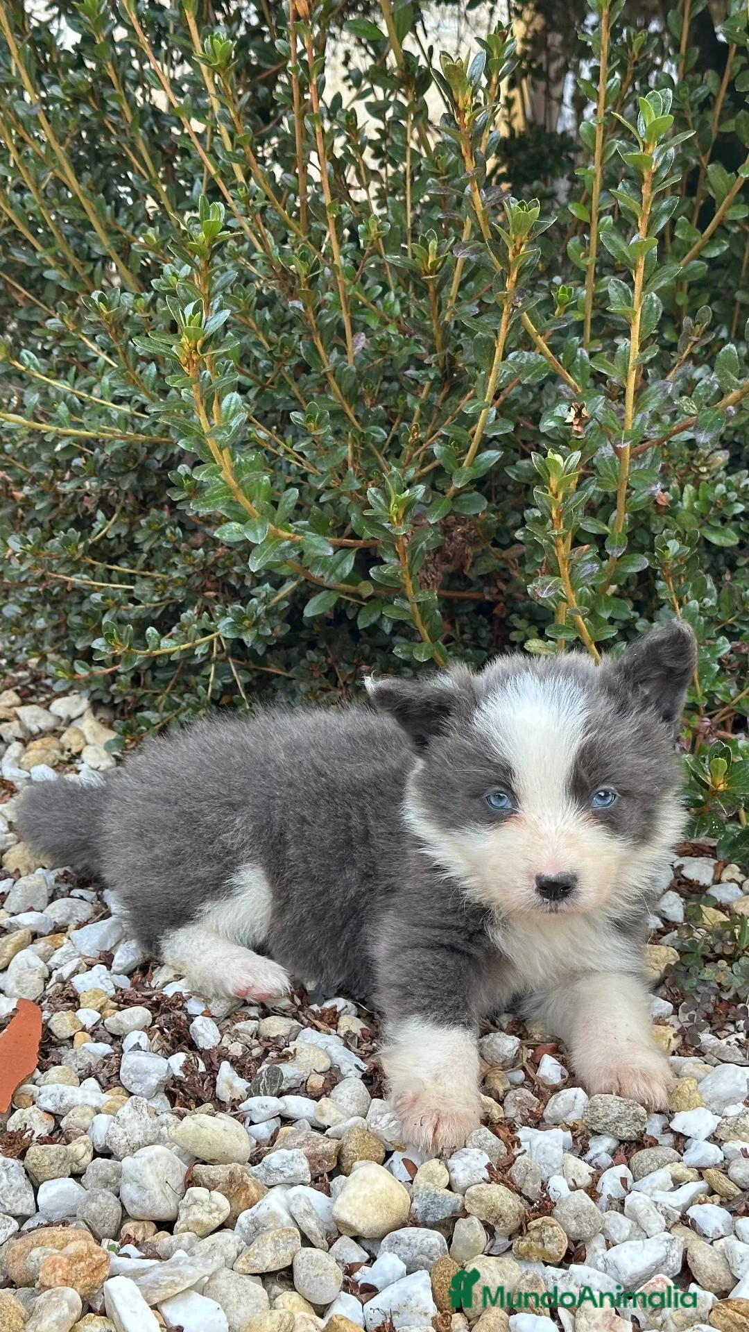 Border Collie perros en venta: Border collie - Anuncio 2