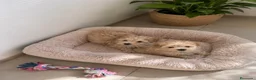 Maltipoo perros en venta: PRECIOSAS HEMBRAS DE MALTIPOO - Anuncio 2