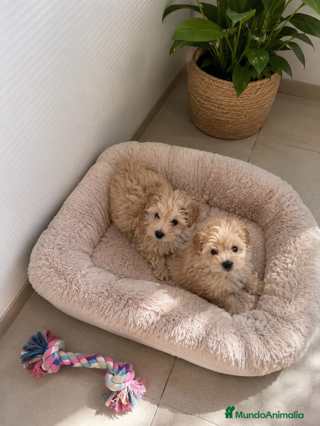 Maltipoo perros en venta: PRECIOSAS HEMBRAS DE MALTIPOO - Anuncio 2
