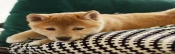 Shiba Inu perros en venta: SHIBA INU - Anuncio 5
