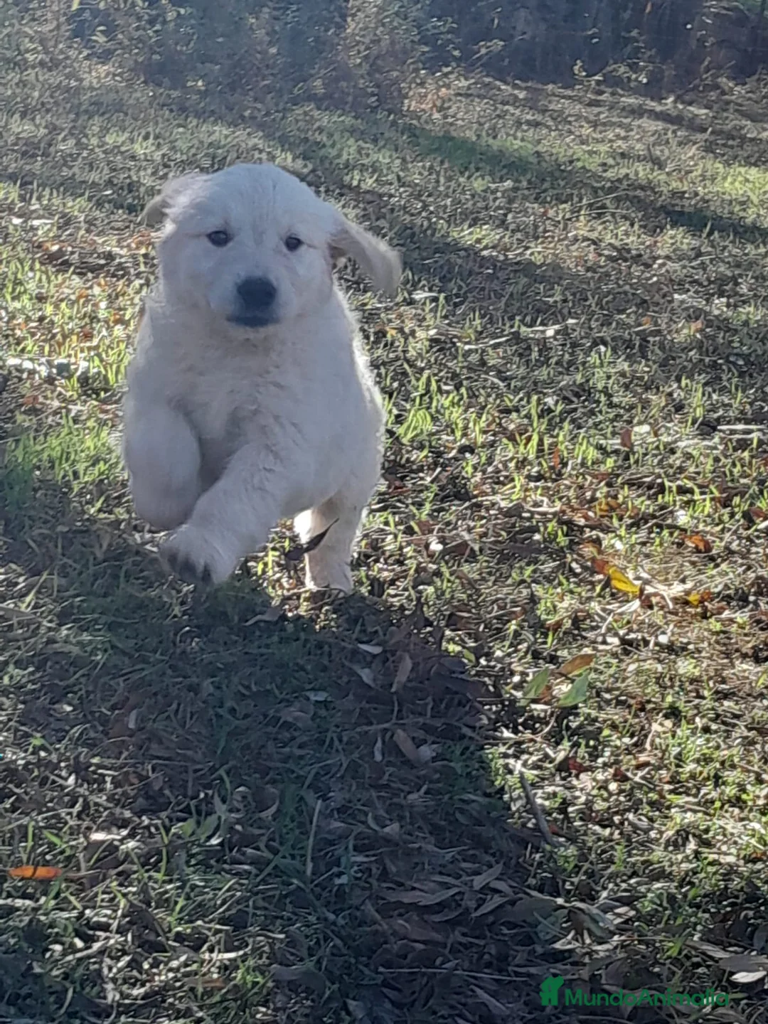 Golden Retriever perros en venta: Camadas de Golden - Anuncio 7