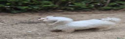 Bichón Maltés perros en venta: Bichón maltés  - Anuncio 4