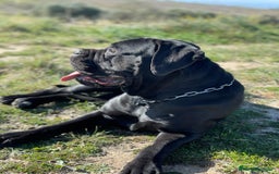 Cane Corso perros en venta: Preciosa camada de Cane Corso  - Anuncio 7