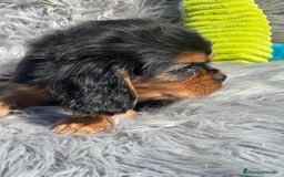 Cavalier King Charles Spaniel perros en venta: Cavalier bicolor macho  - Imagen 5