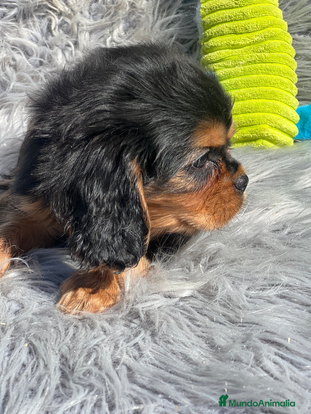 Cavalier King Charles Spaniel perros en venta: Cavalier bicolor macho  - Imagen 5