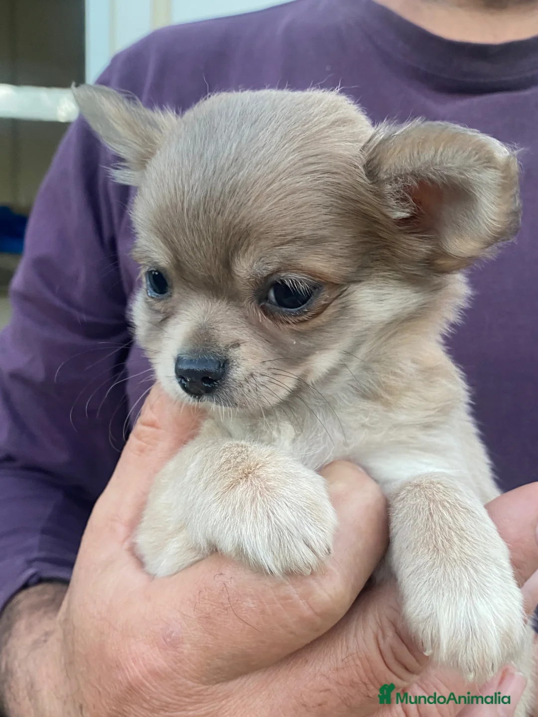 Chihuahua perros en venta: Chihuahuas machitos - Anuncio 1