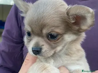 Chihuahua perros Chihuahuas machitos - Anuncio 1