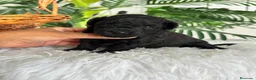 Caniche Toy perros en venta: CANICHE TOY HEMBRA - Anuncio 7