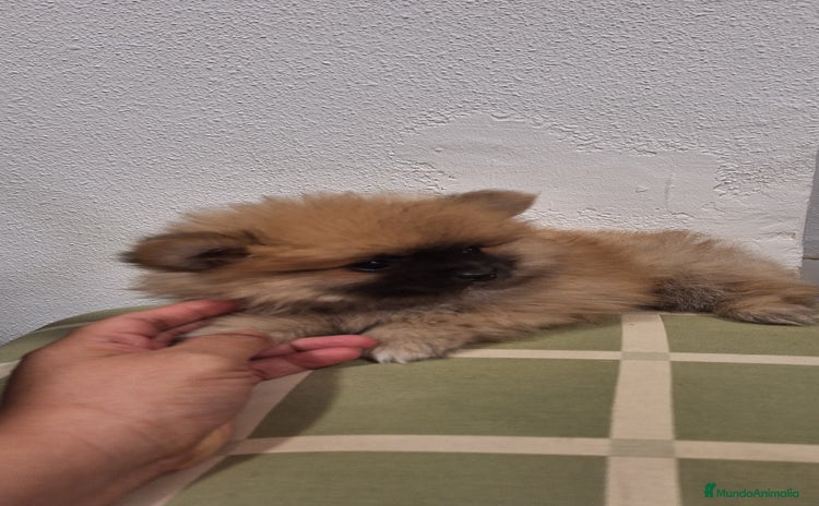 Pomerania perros Pomerania  - Anuncio 1