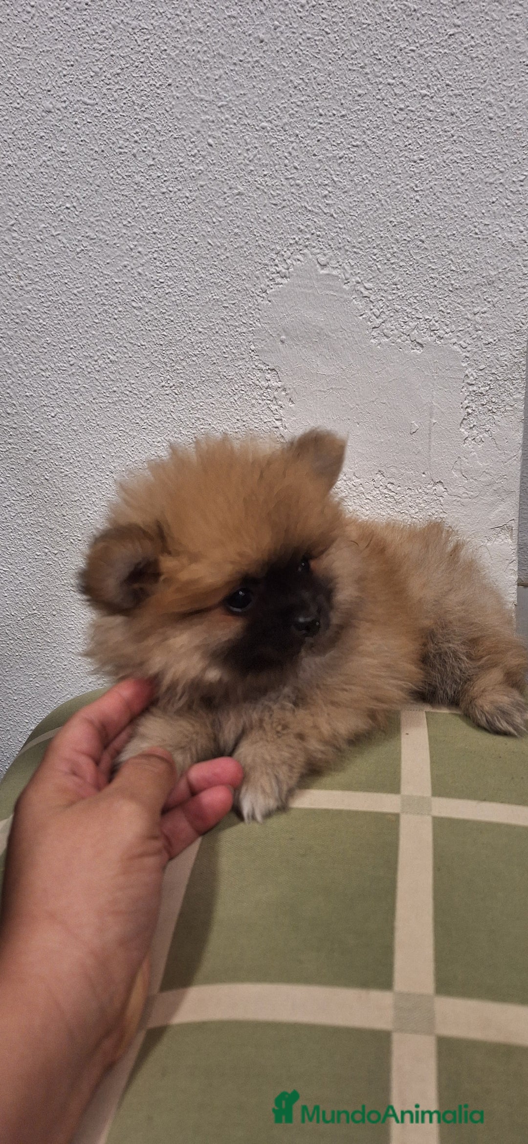 Pomerania perros en venta: Pomerania  - Anuncio 1