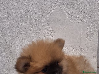 Pomerania perros Pomerania - Anuncio 1