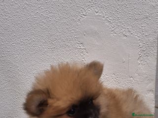 Pomerania perros Pomerania - Anuncio 27
