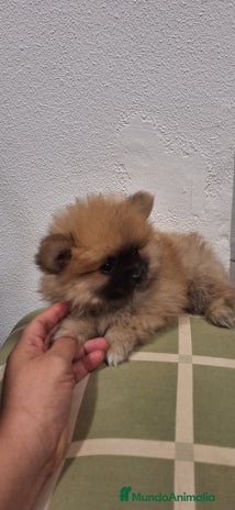 Pomerania perros Pomerania - Anuncio 1