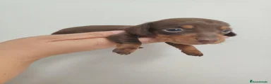Teckel 2