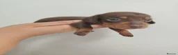 Teckel perros en venta: Teckel - Anuncio 3