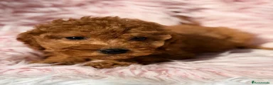 Maltipoo 6