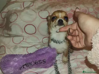 Chihuahua perros HEMBRA CHIHUAHUA MINI TOYS - Anuncio 1