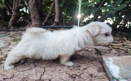 Bichón Maltés perros en venta: Bichón maltés  - Imagen 2