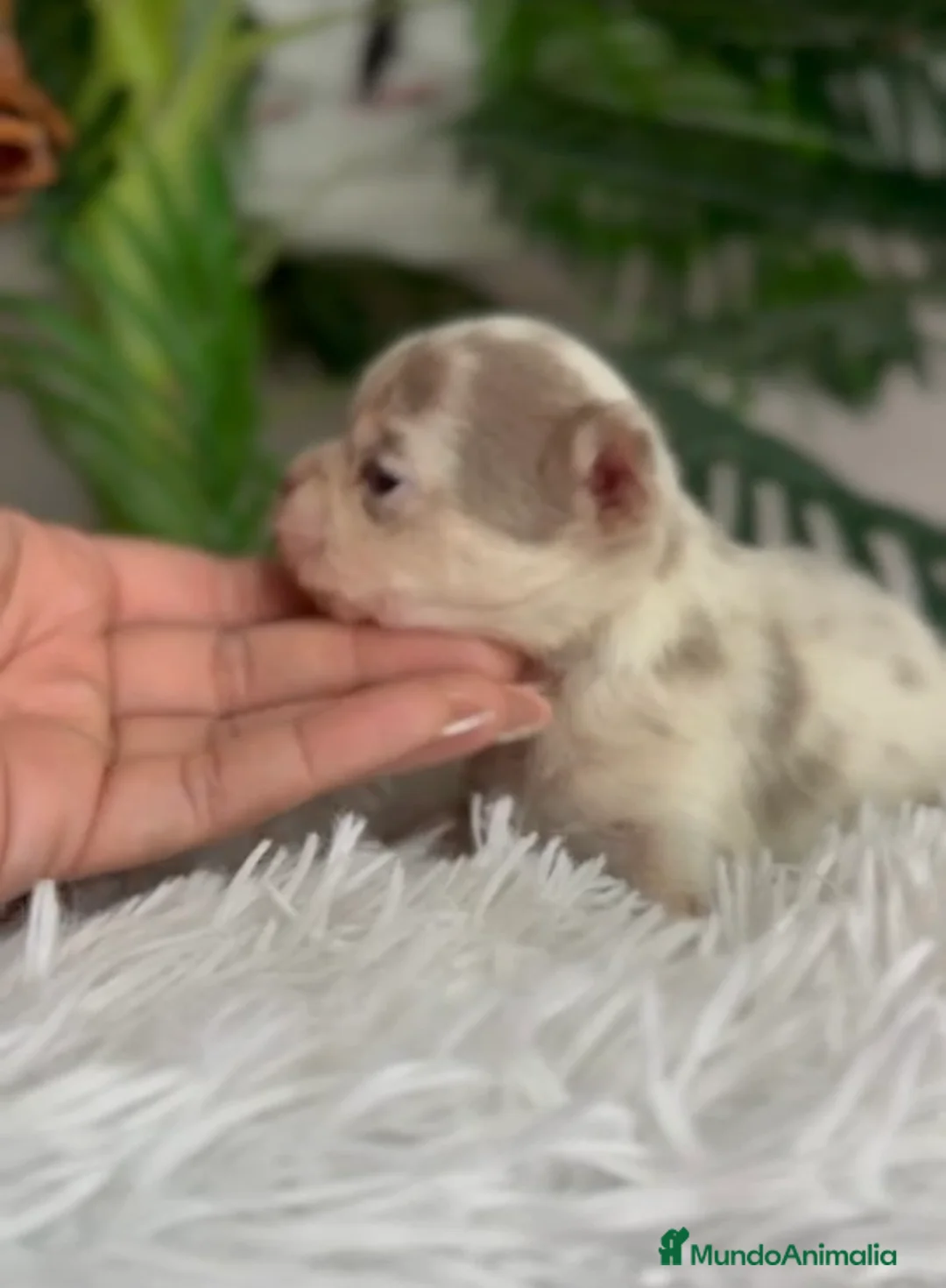 Chihuahua perros en venta: CHIHUAHUA HEMBRA MERLE  - Anuncio 3